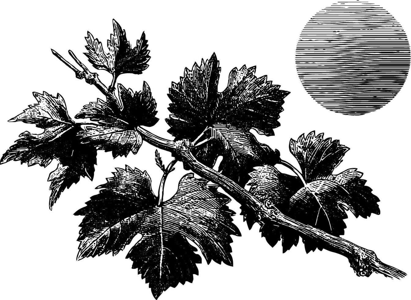 Vintage botanical grape vine engraving with stylized sun. vector