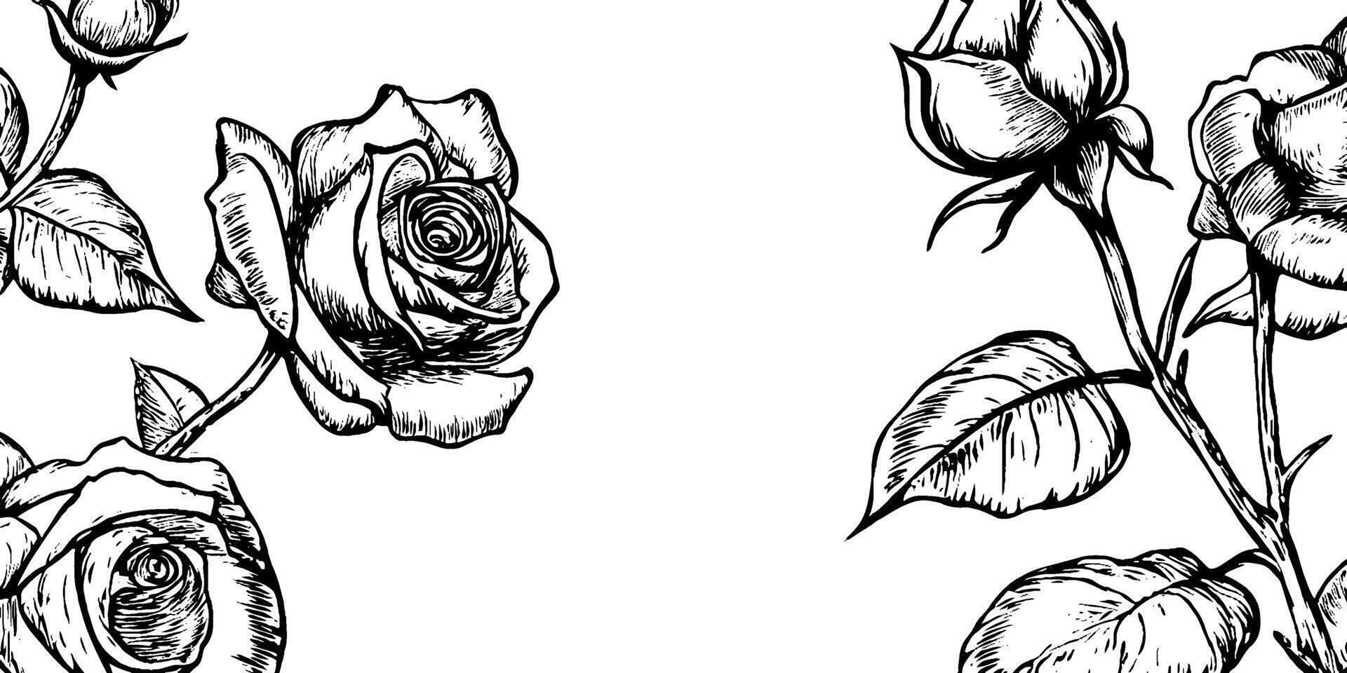 A detailed black and white illustration of roses, featuring both blooming flowers and buds, with intricate leaf designs. vector