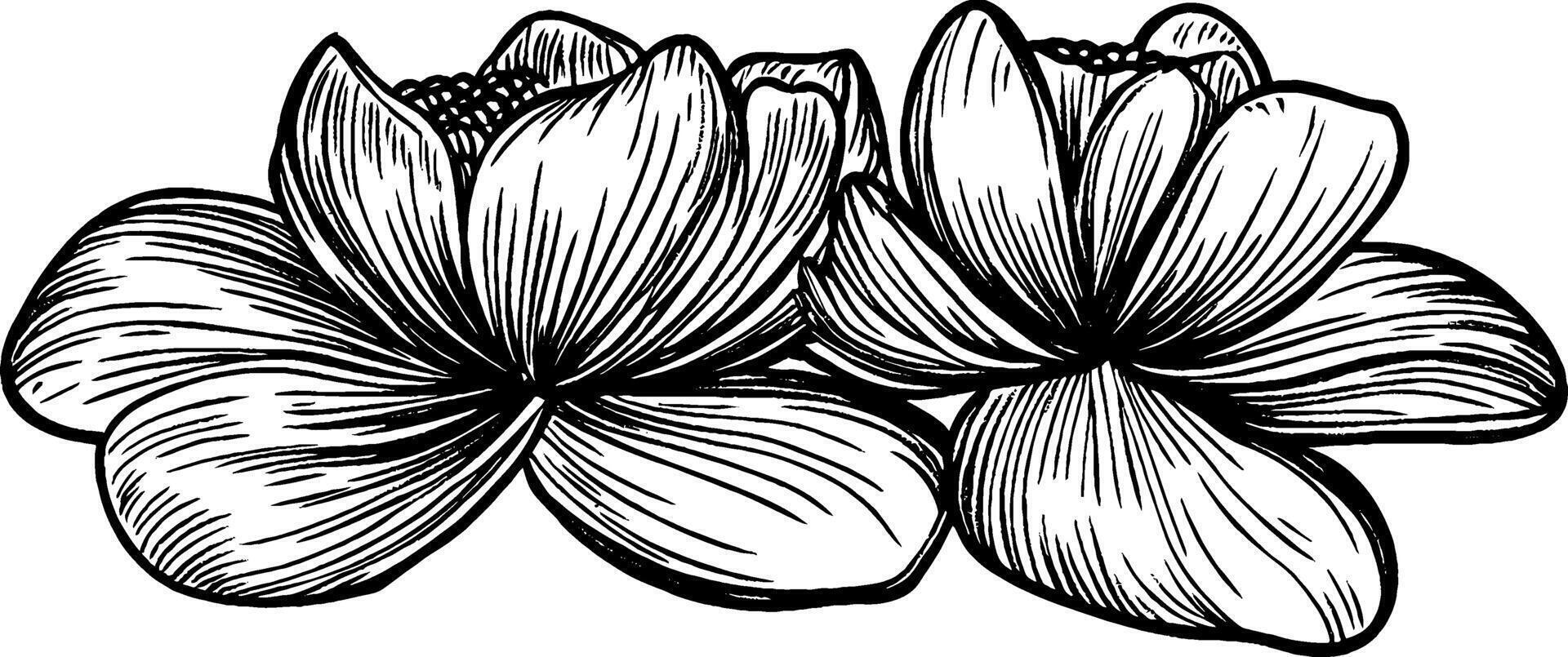 A detailed black and white illustration of two blooming lotus flowers, showcasing their intricate petals and textures. vector
