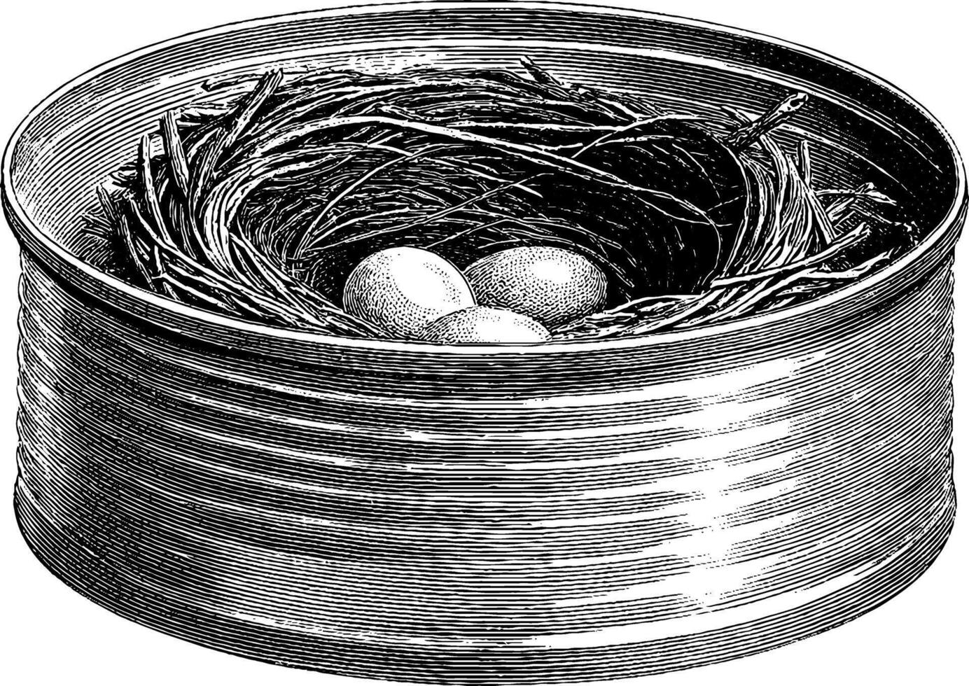Engraved artwork of bird nest with eggs in a circular structure for nature design. vector