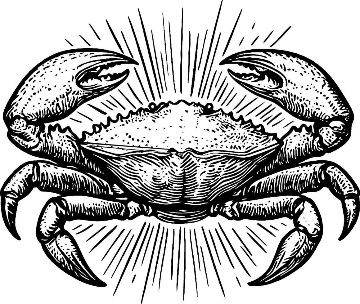 A detailed illustration of a crab with large claws, depicted in a vintage style. The crab is centered with rays emanating from it, giving a dynamic appearance. vector