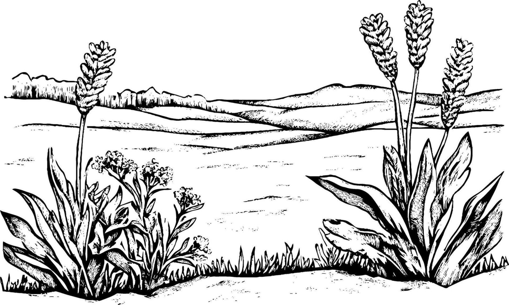 A black and white illustration of a landscape featuring various plants, including tall flowers and grass, with rolling hills in the background. vector
