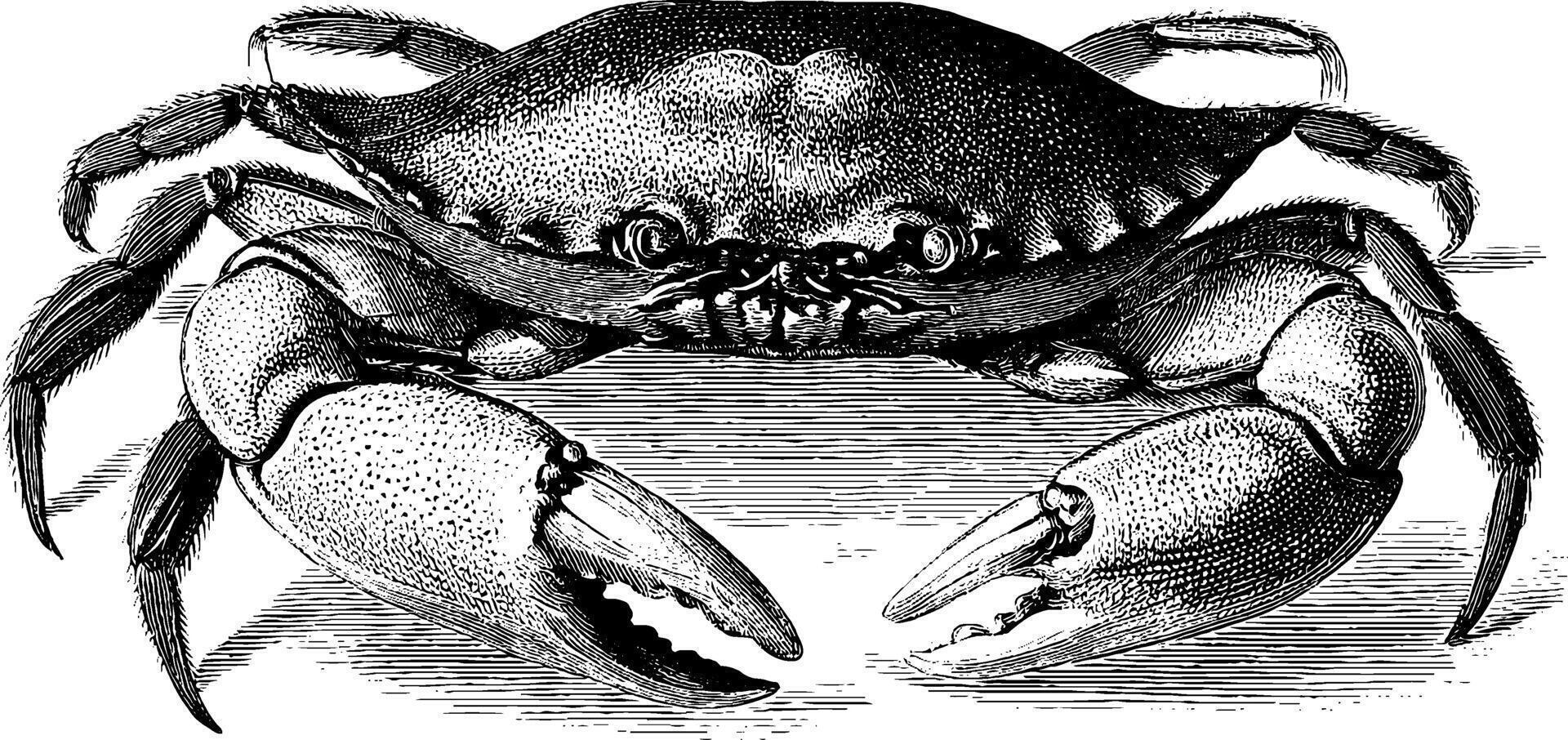 Vintage engraving of crab with prominent claws and textured shell. vector