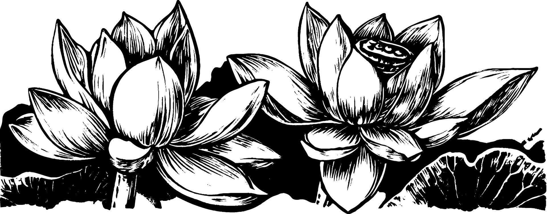 Two beautifully detailed lotus flowers with intricate petals, one partially open, set against a contrasting black background. vector