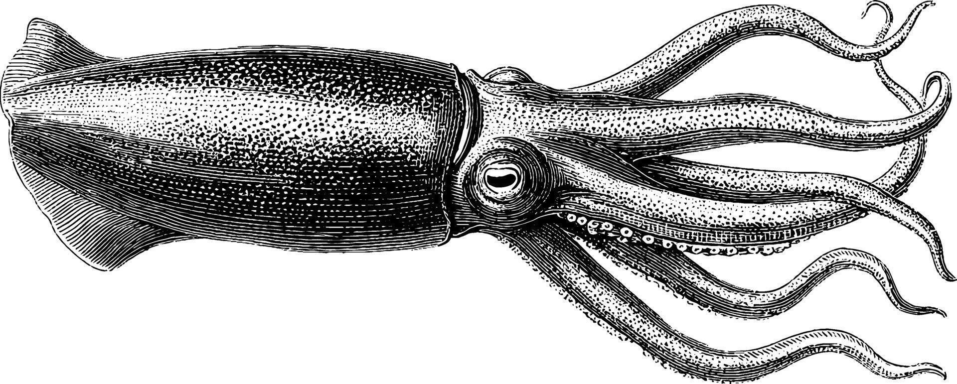 Detailed vintage illustration of a squid with tentacles and textured skin. vector