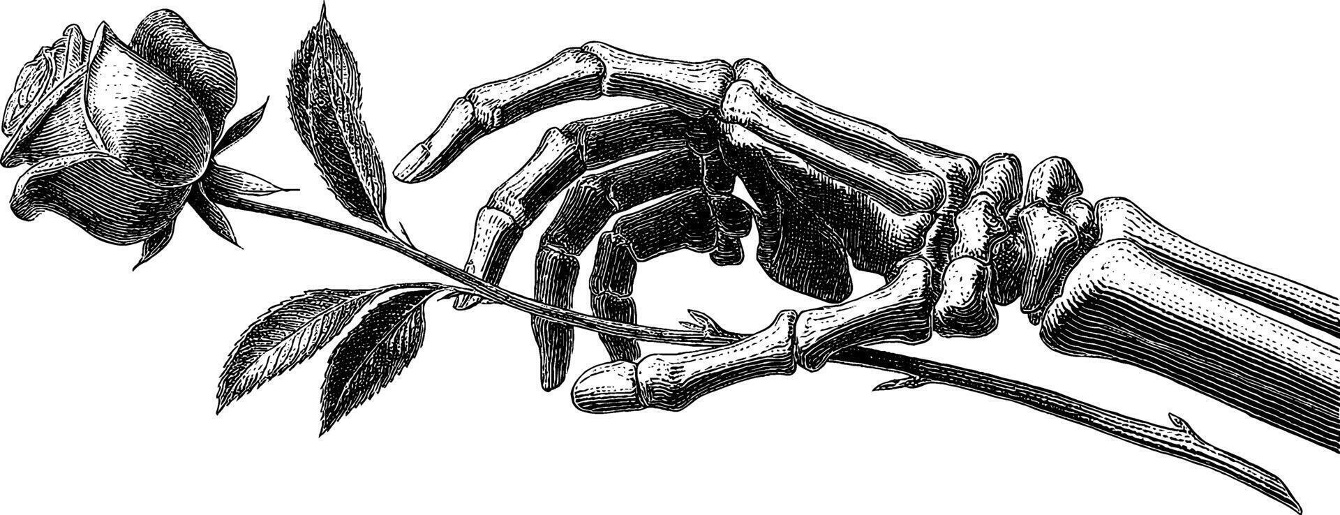 Intricate engraved art of skeleton hand holding rose for gothic and halloween themes. vector