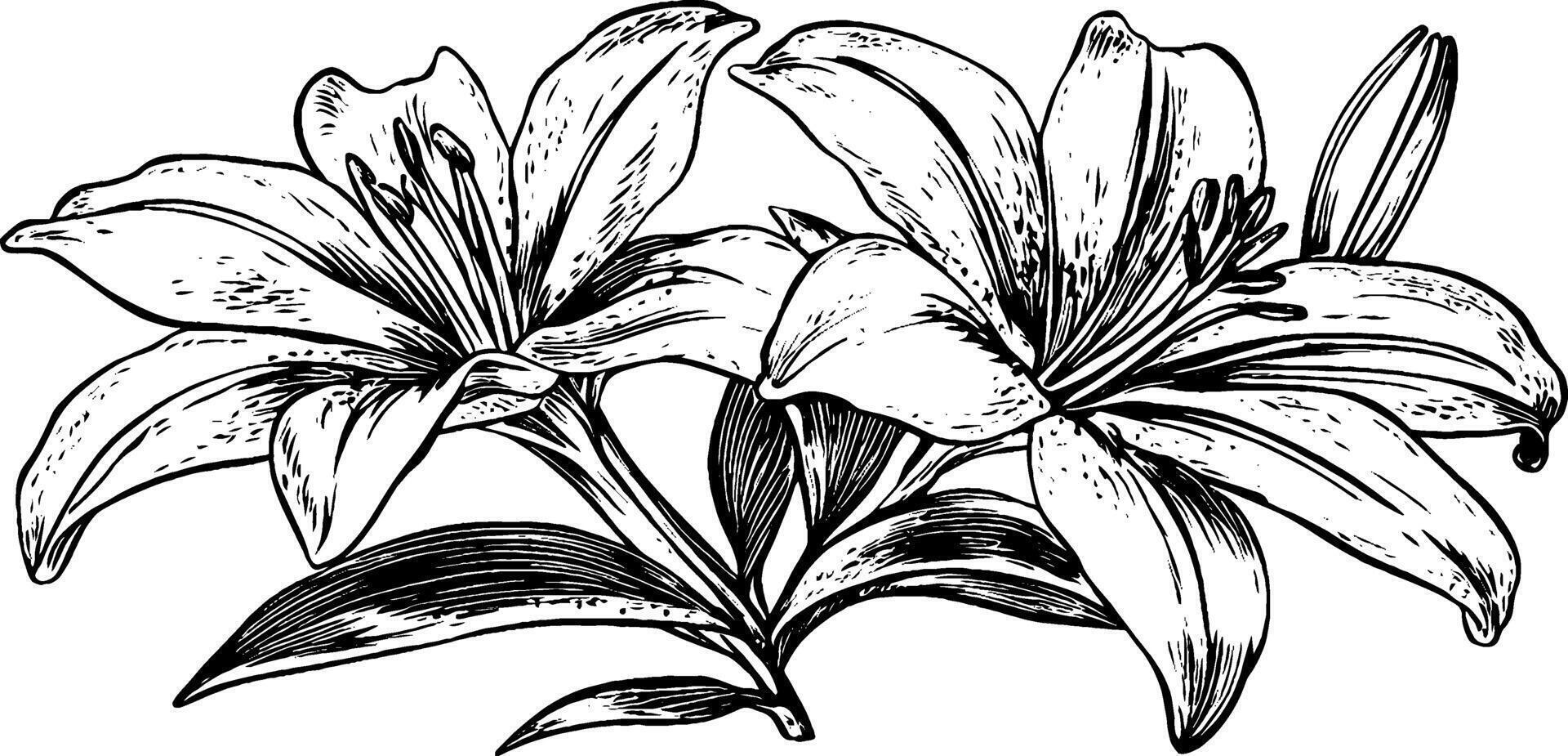 A detailed black and white illustration of two blooming lilies with leaves, showcasing intricate line work and shading. vector