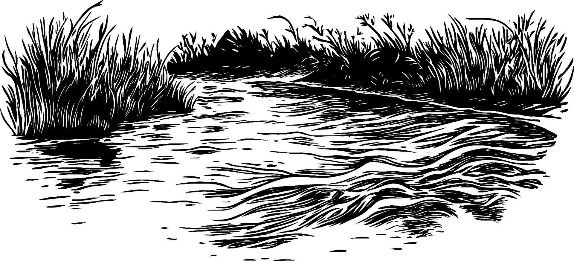 A black and white illustration of a winding river surrounded by tall grass and shrubs. The water flows gently, creating ripples and reflections. vector