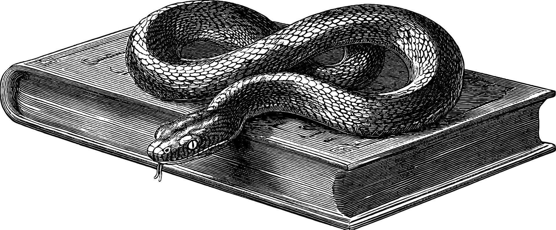 Engraved illustration of serpent curled around a book for artistic design. vector