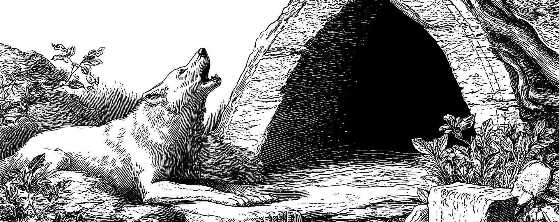 Engraved illustration of a wolf howling near a cave entrance in a natural setting. vector