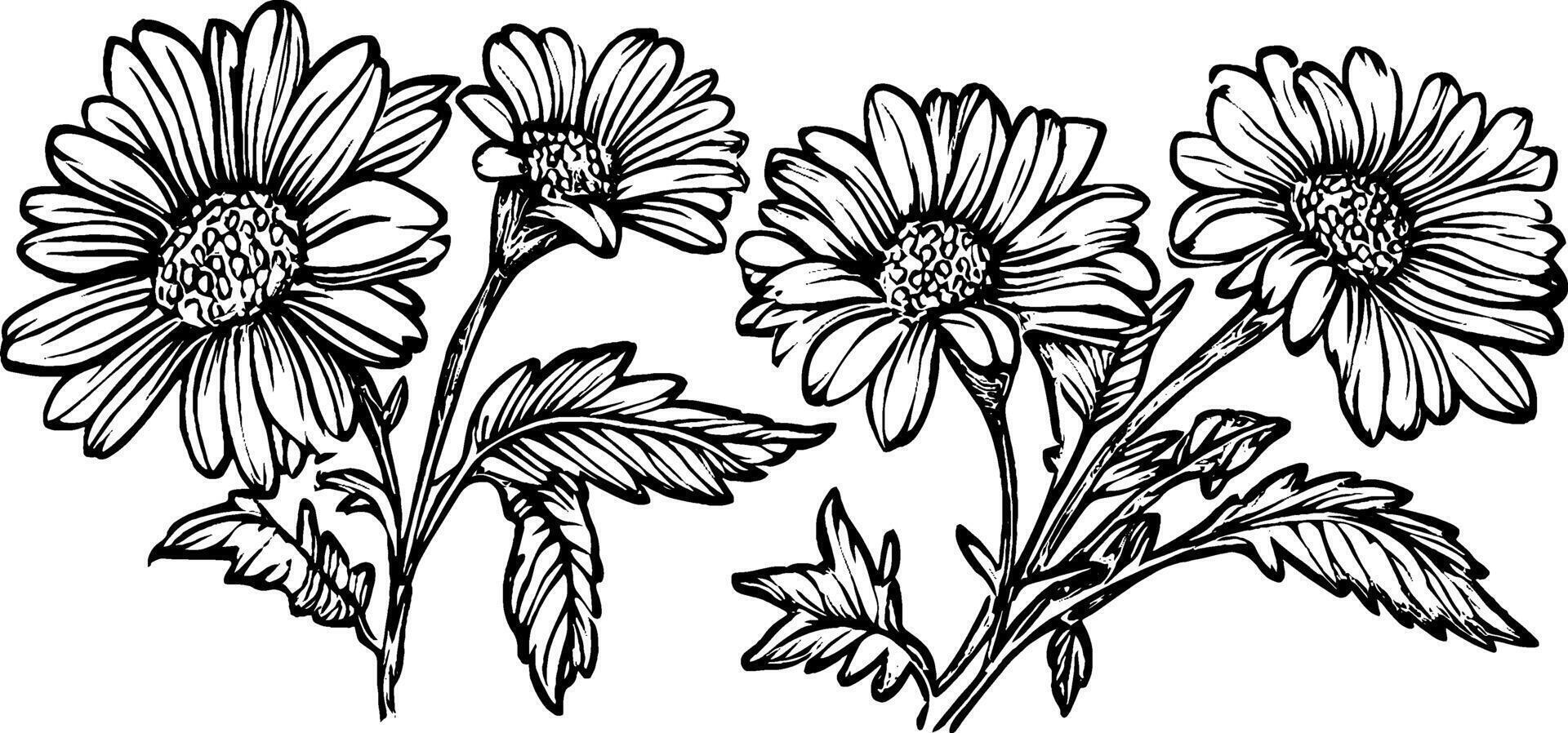 A detailed black and white illustration of four daisy flowers with leaves, showcasing their intricate petal structures and natural beauty. vector