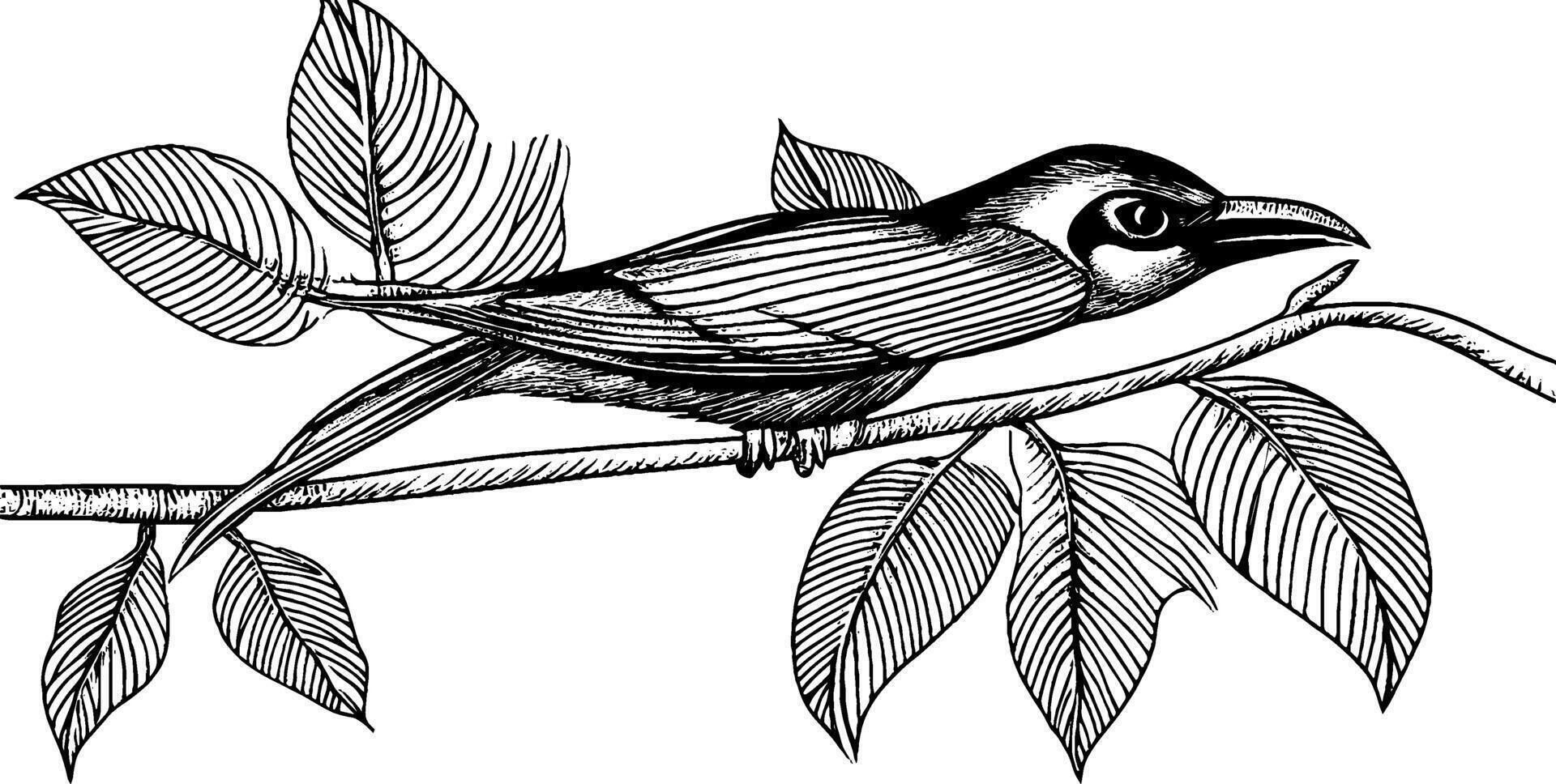 A detailed black and white illustration of a bird perched on a branch with leaves. The bird has a slender body and a prominent beak, showcasing intricate line work and shading. vector