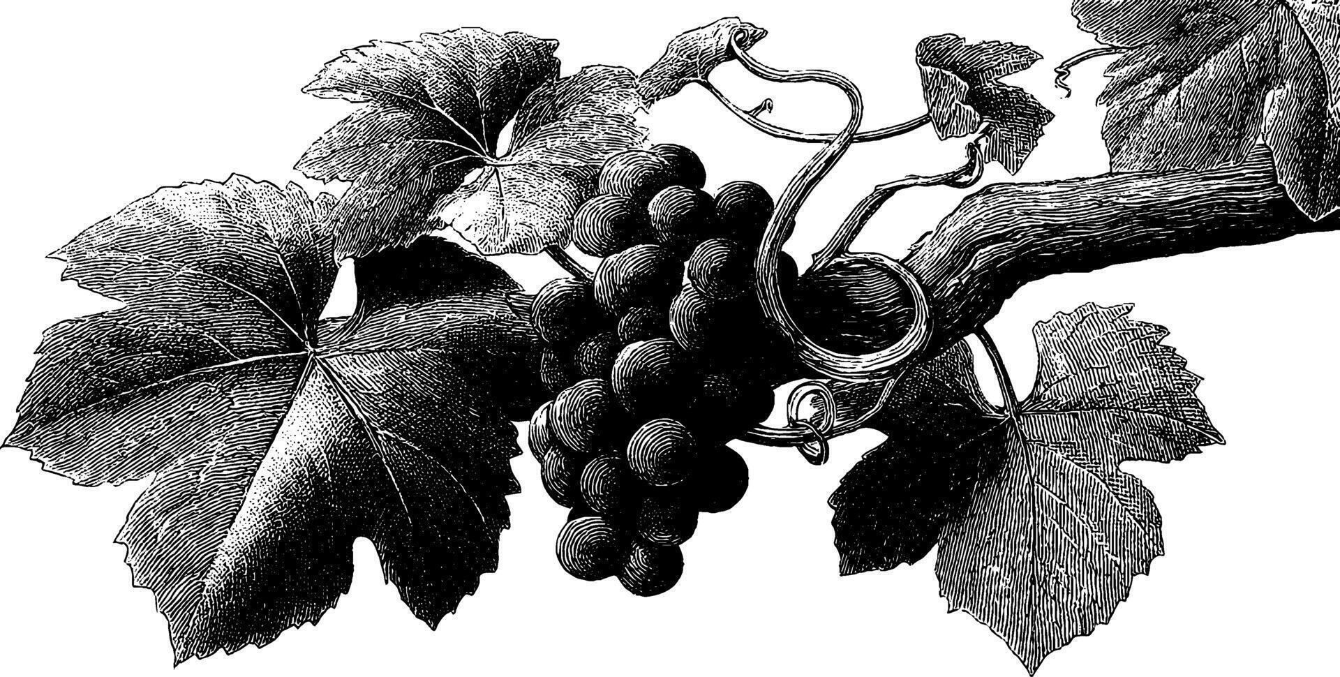 Vintage engraving of grapes on vine with detailed leaves and tendrils. vector