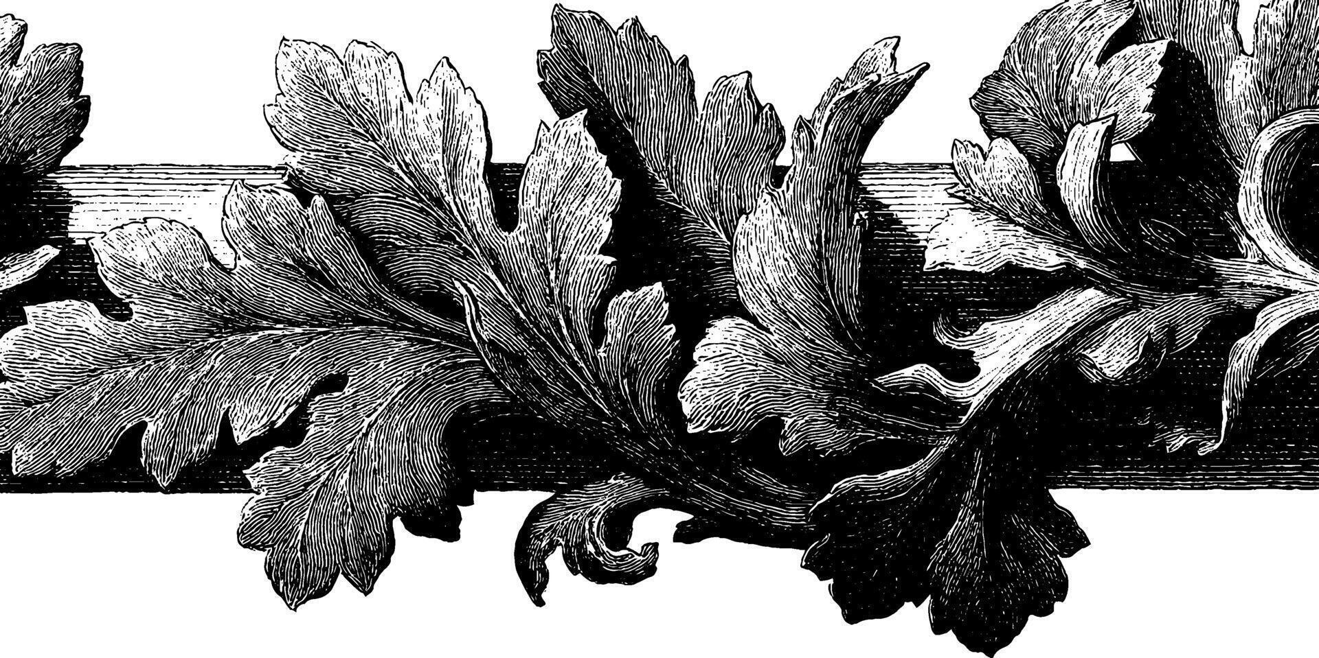 Intricate vintage botanical illustration of ornate oak leaves in black and white. vector