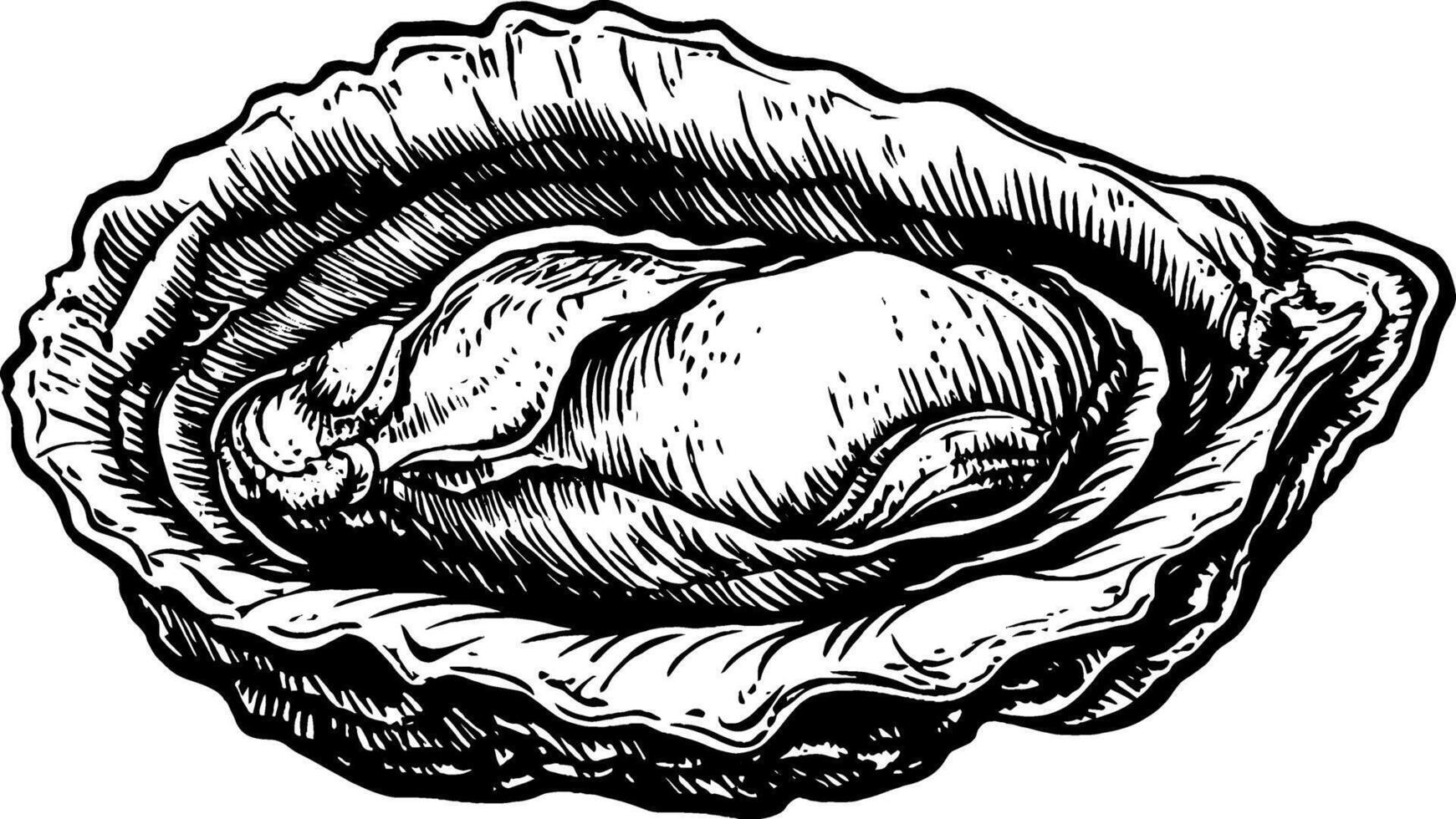 A detailed illustration of an oyster in its shell, showcasing the texture and shape of the shell and the oyster inside. vector