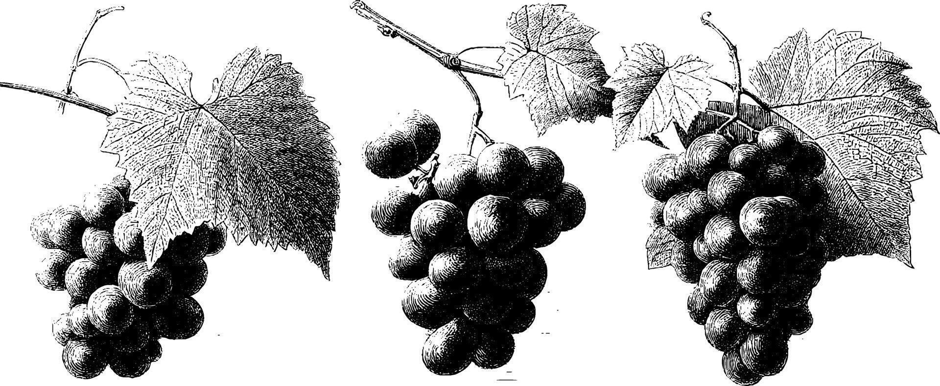 Vintage botanical illustration of grape clusters with detailed leaves. vector