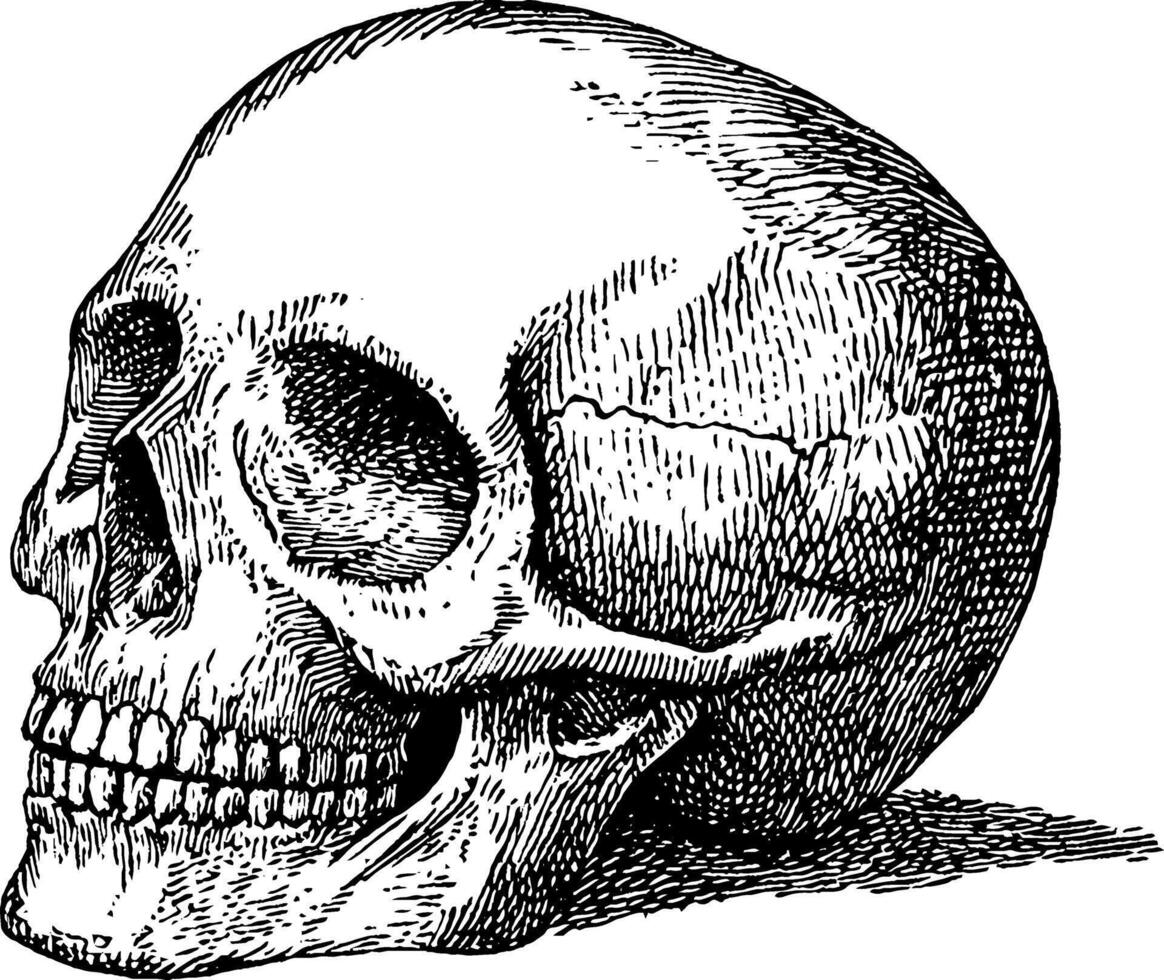 An intricately detailed illustration of a human skull, showcasing its anatomical features. The skull is positioned in a three-quarter view, emphasizing its contours and structure. vector