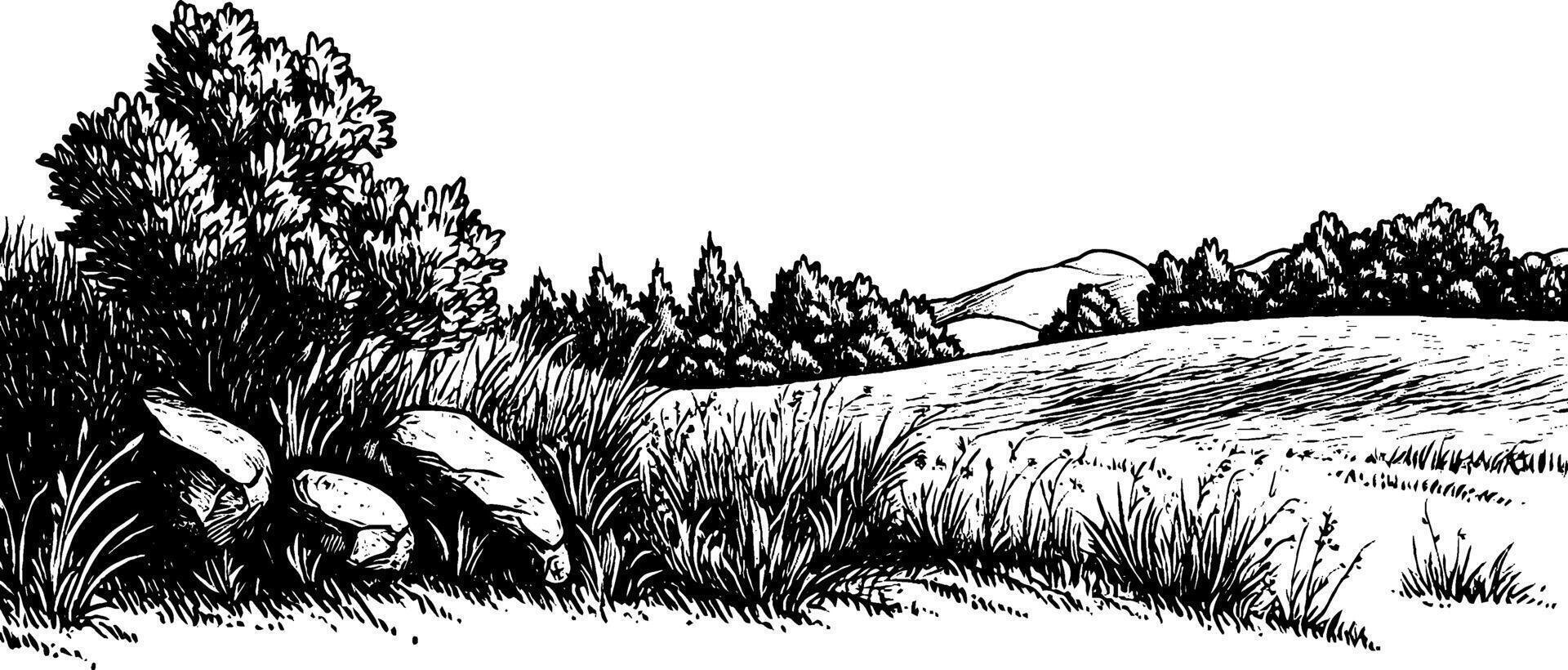 A detailed black and white illustration of a serene landscape featuring large rocks, tall grass, and trees in the foreground, with rolling hills in the background. vector
