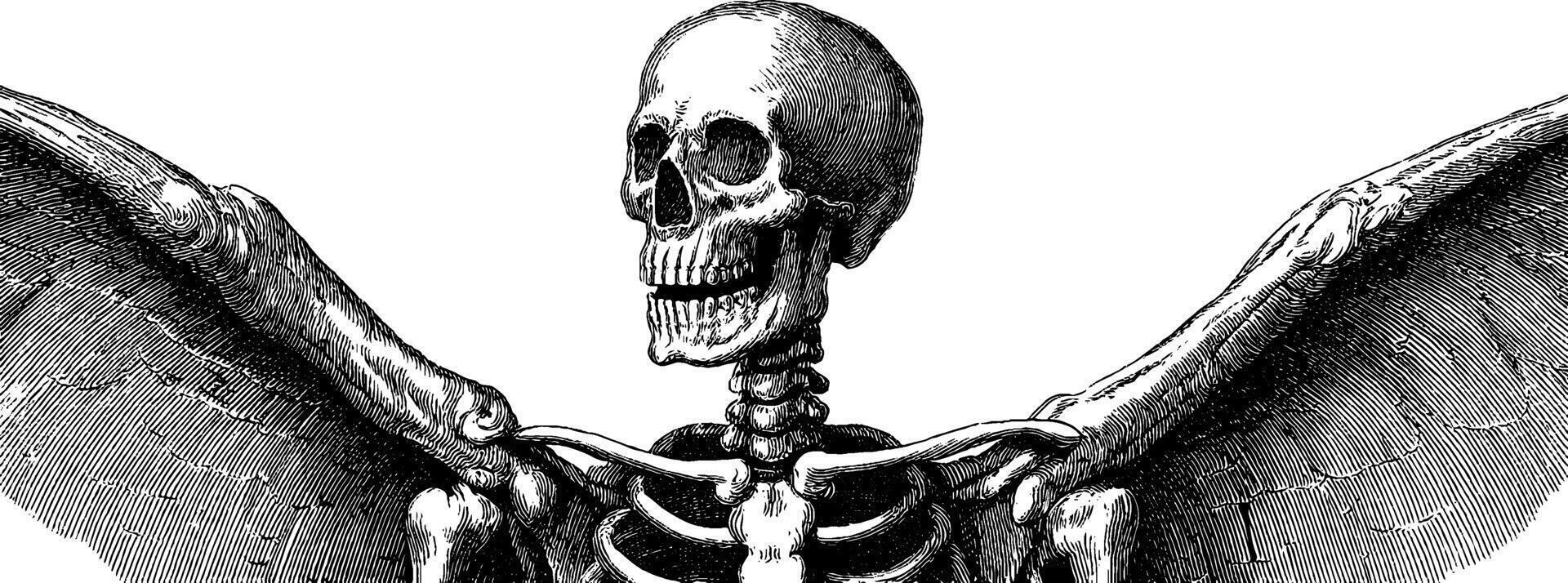 Gothic skeleton illustration with wings for halloween decor and design. vector