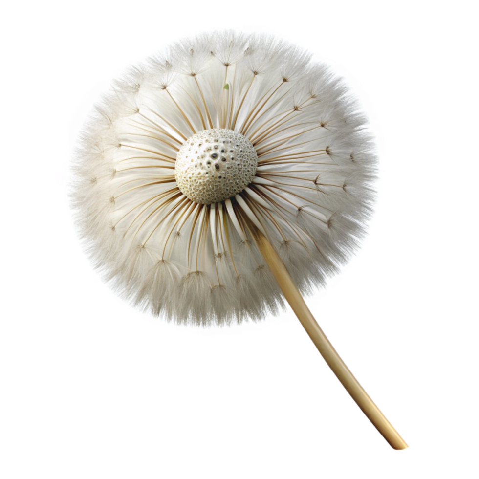 magnificent distinguished Photorealistic professional render, hyper-specific, single isolated dandelion seed head, ultra-detailed with Transparent Background png