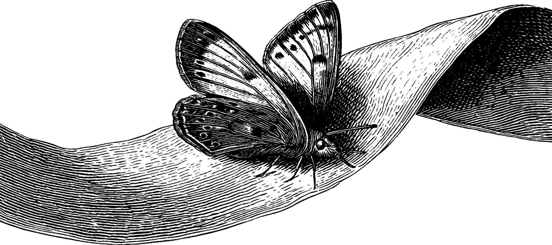Engraved butterfly on curved surface design for print and decoration. vector
