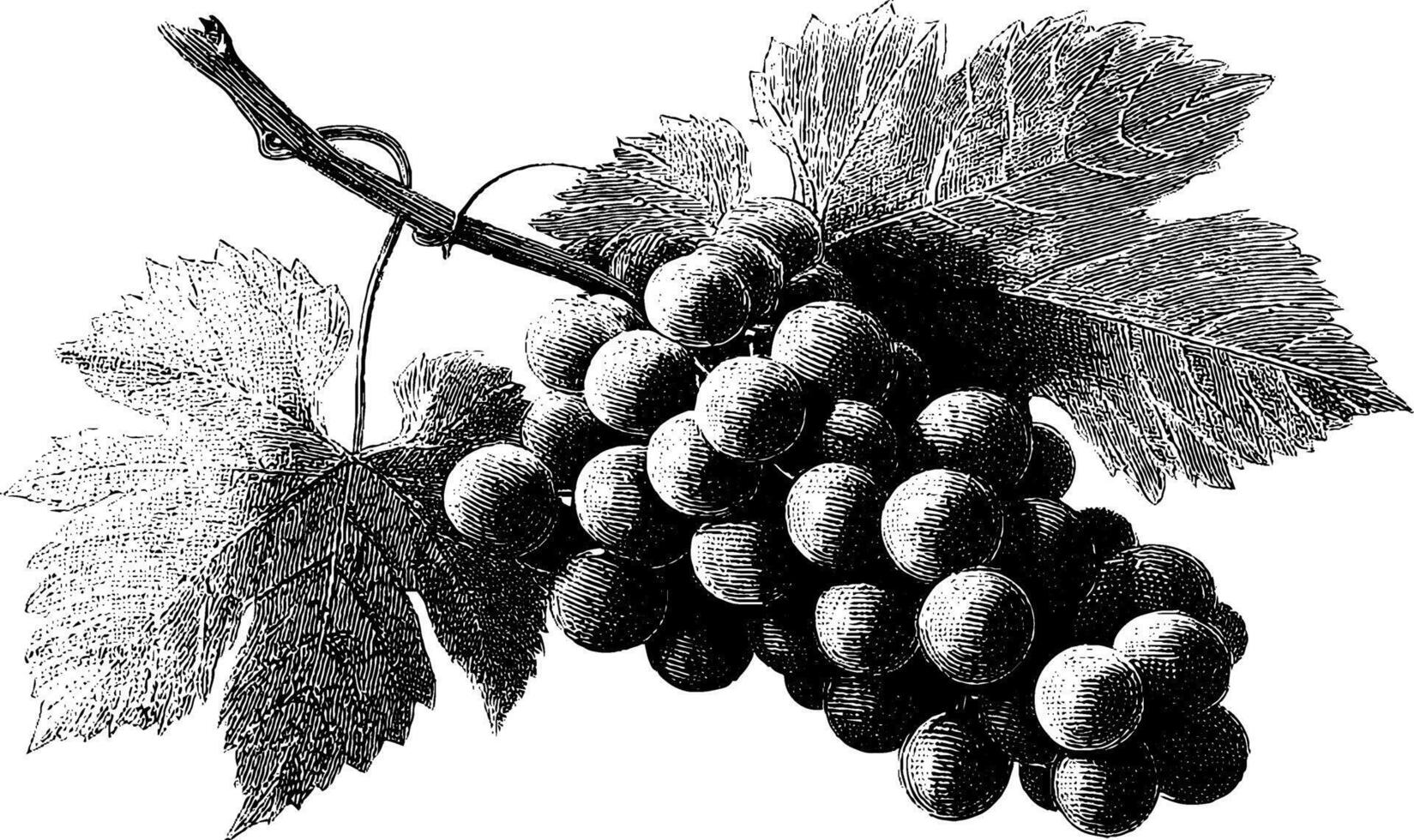 Detailed vintage engraving of grape cluster and leaves on vine. vector