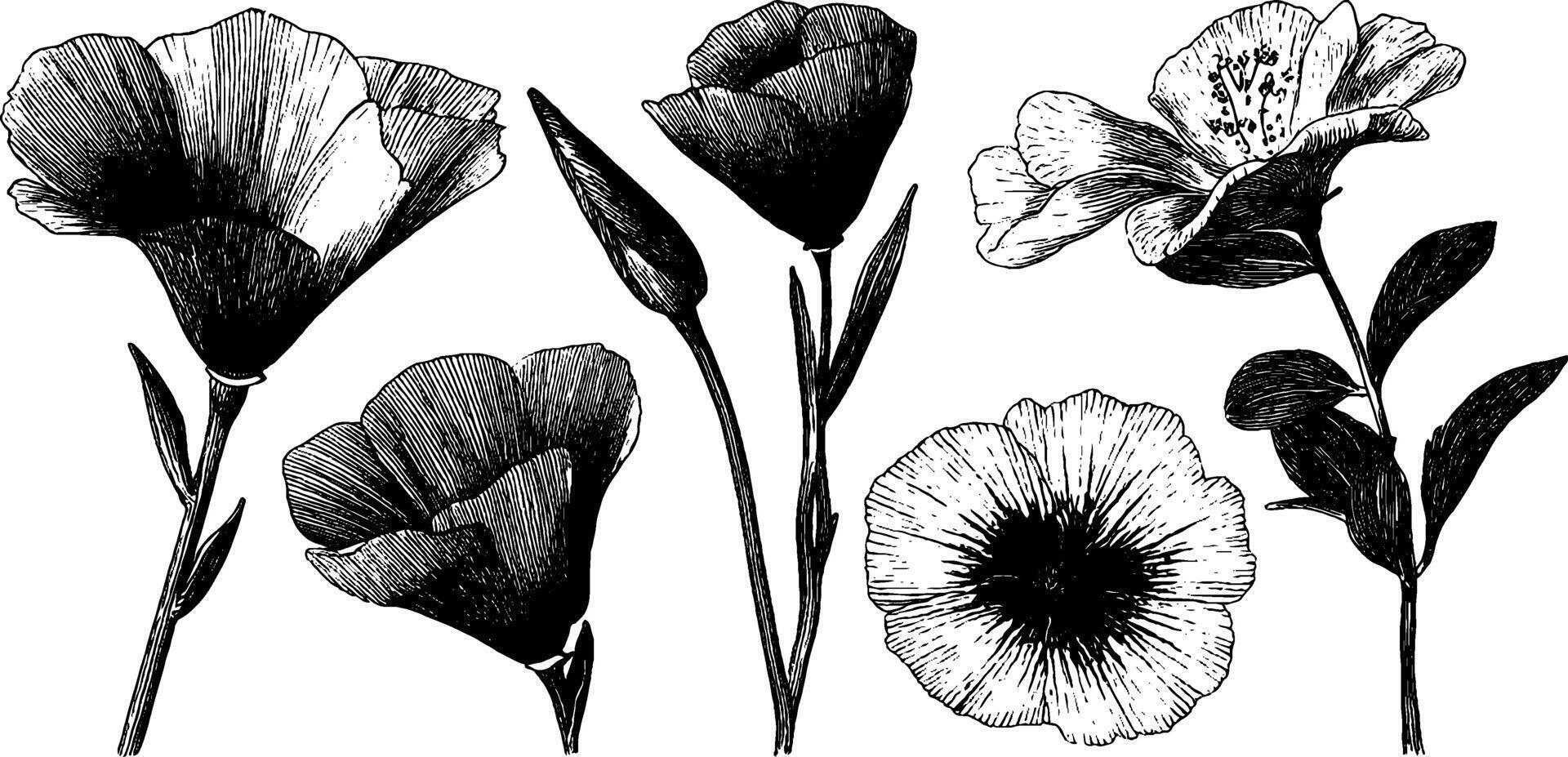 Vintage floral engravings of six bold black flowers for botanical design. vector