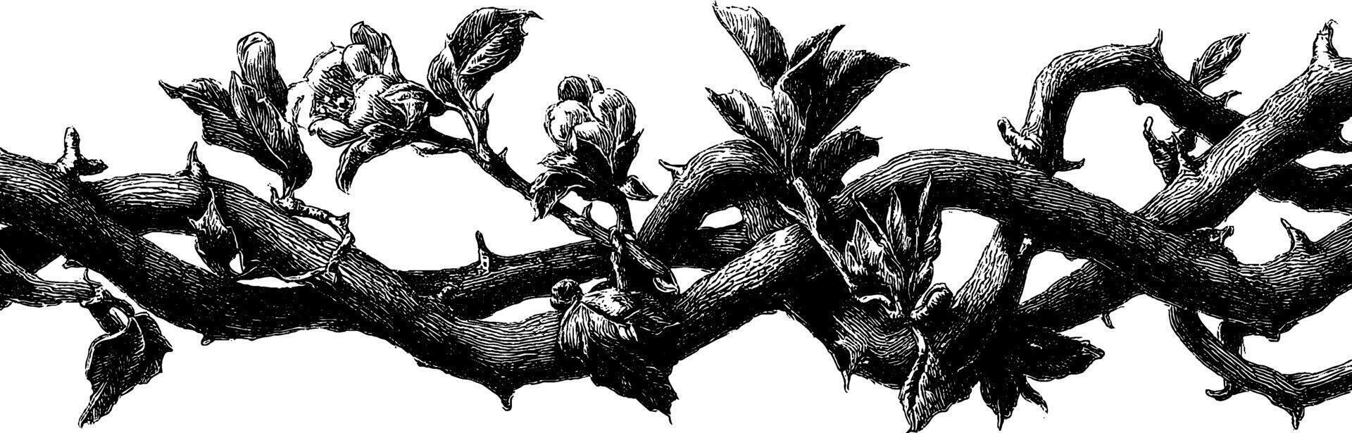 Engraved botanical vines with blossoms for nature design and print projects. vector