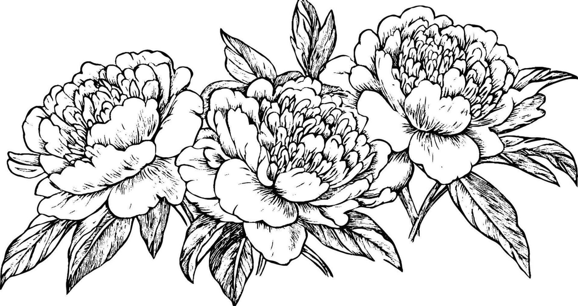A detailed black and white illustration of three peony flowers with leaves. The flowers are intricately drawn, showcasing their layered petals and natural beauty. vector