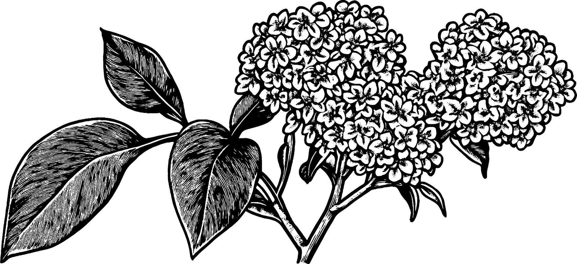 An intricate black and white illustration of a flowering plant with clusters of small flowers and broad leaves, showcasing detailed line work. vector