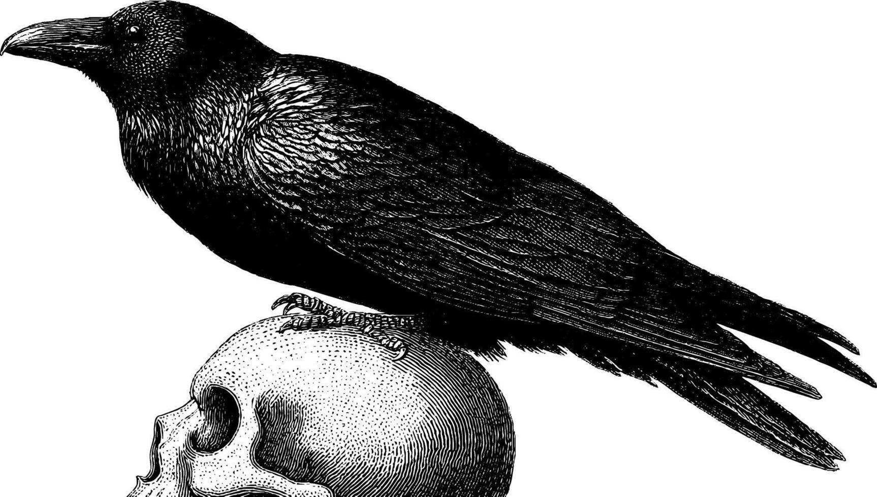Engraved illustration of raven perched on human skull - gothic art design for posters and prints. vector