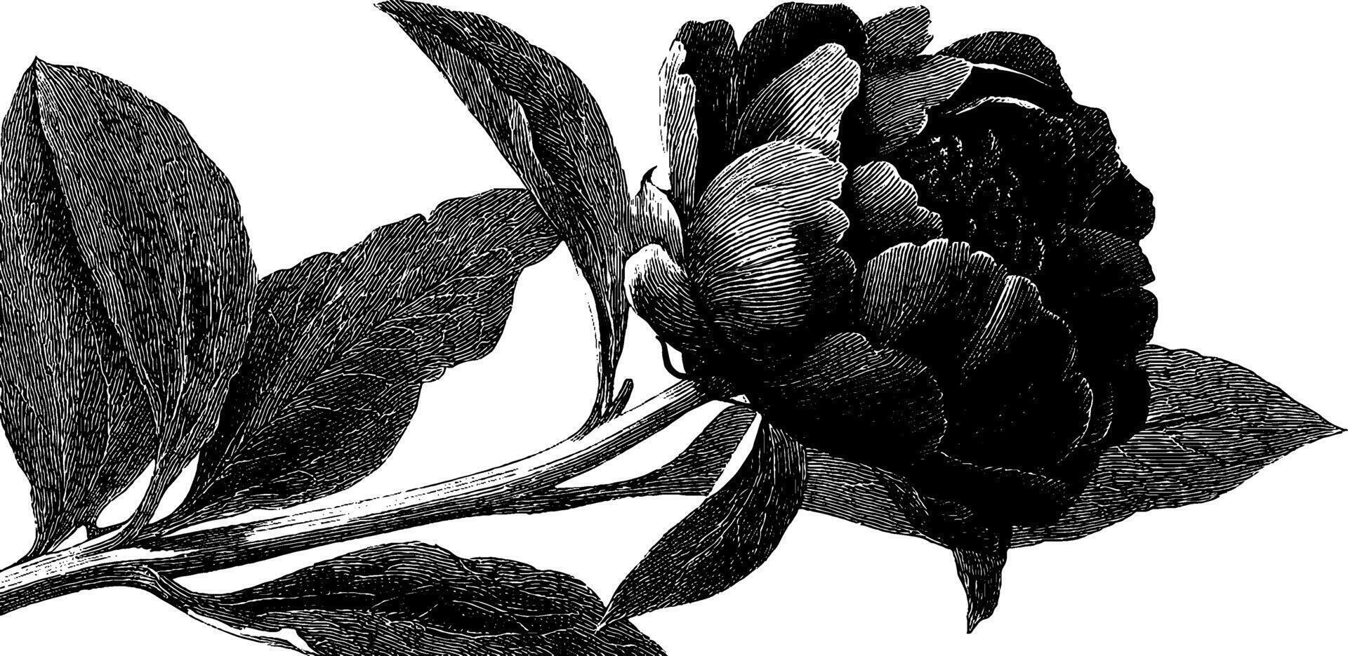 Elegant black and white engraved illustration of a peony flower for art and design projects. vector