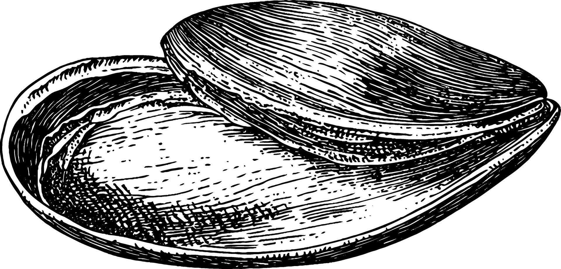An illustration of a clam shell, showcasing its open and closed positions with detailed line work. vector