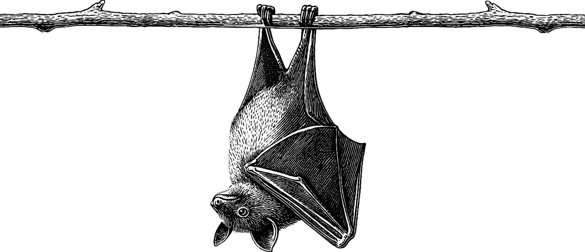 Detailed engraved illustration of a bat hanging upside down for nature and wildlife art. vector