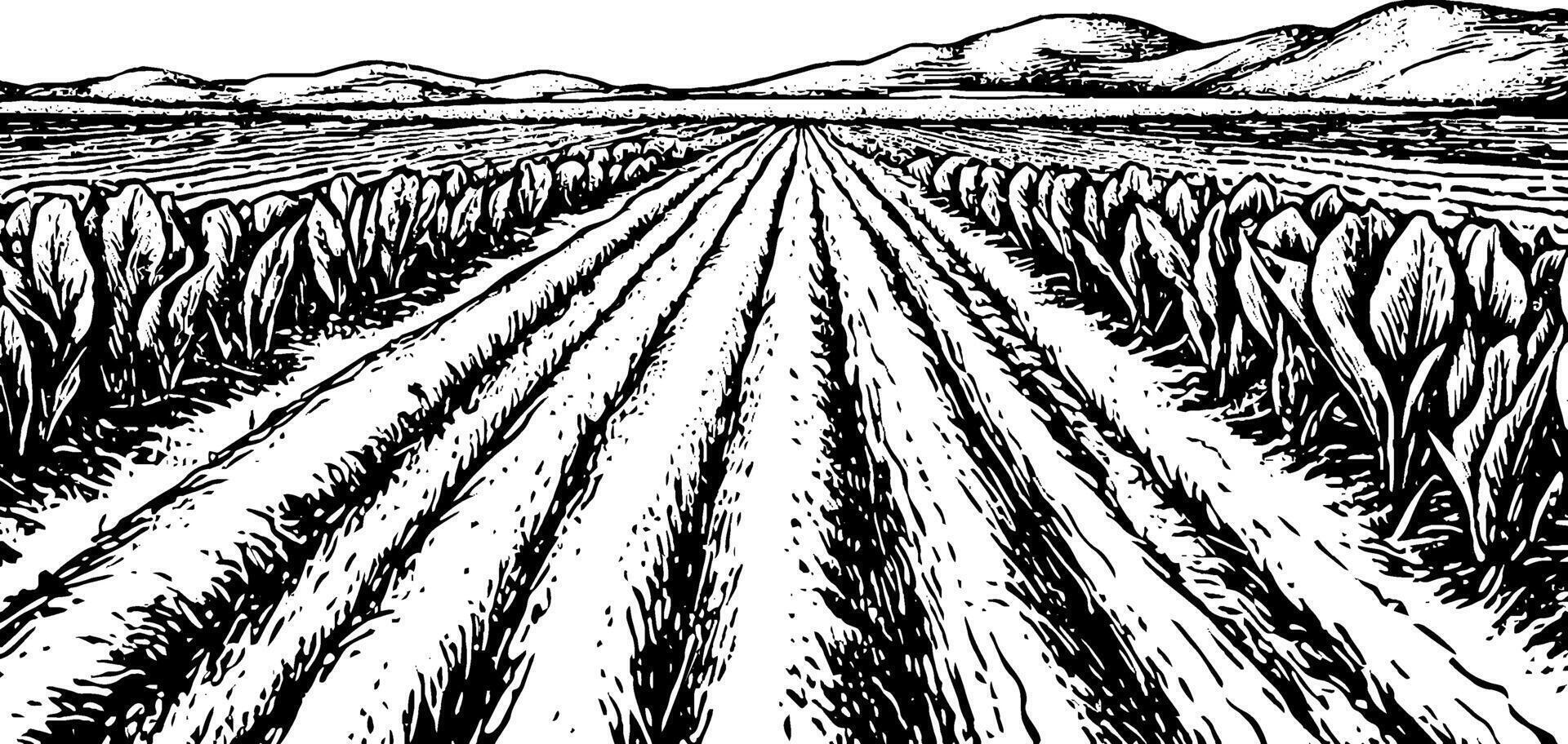 A black and white illustration of a vast agricultural field with rows of crops and hills in the background. The perspective emphasizes the depth of the field, showcasing the neat rows of plants. vector
