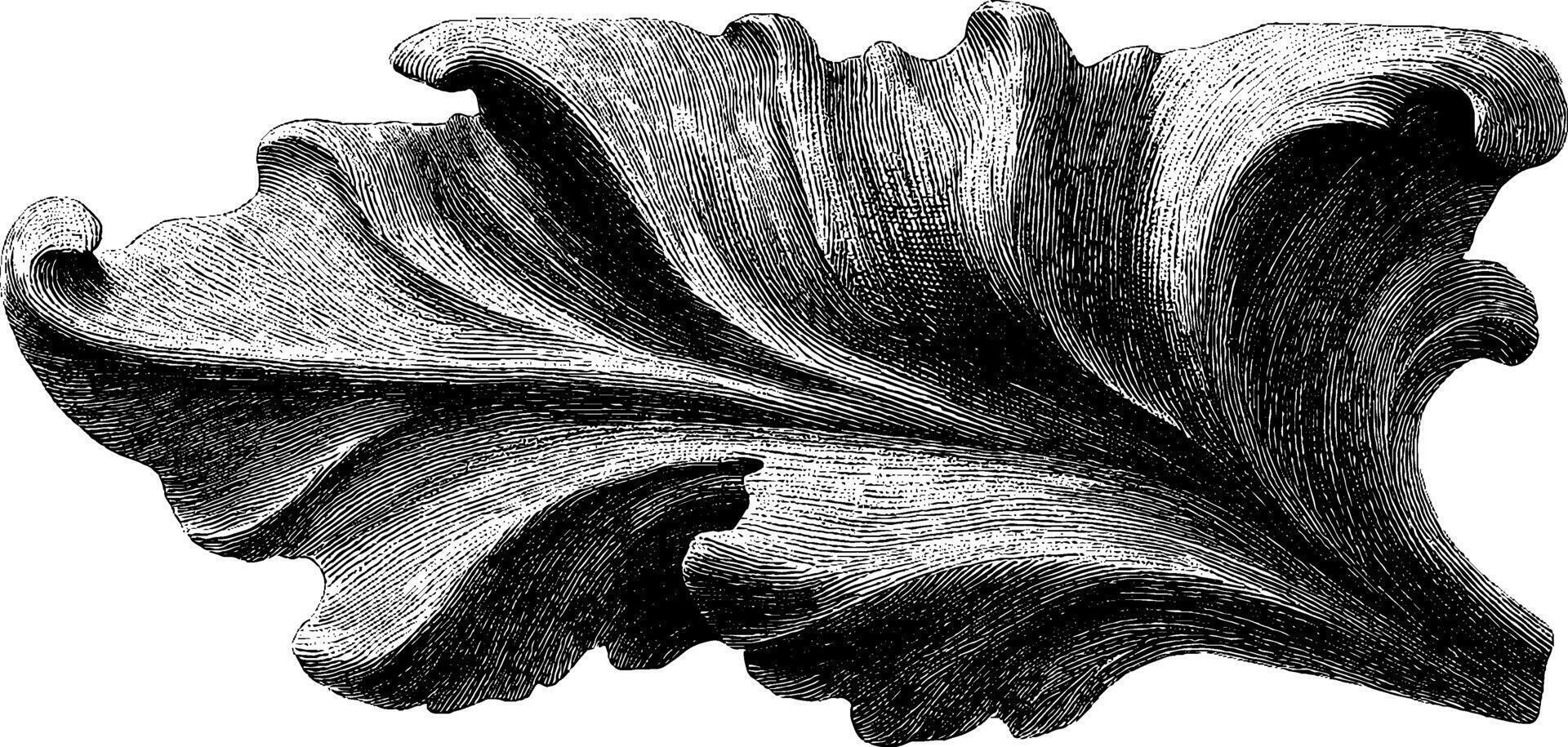 Vintage botanical illustration of detailed leaf design. vector