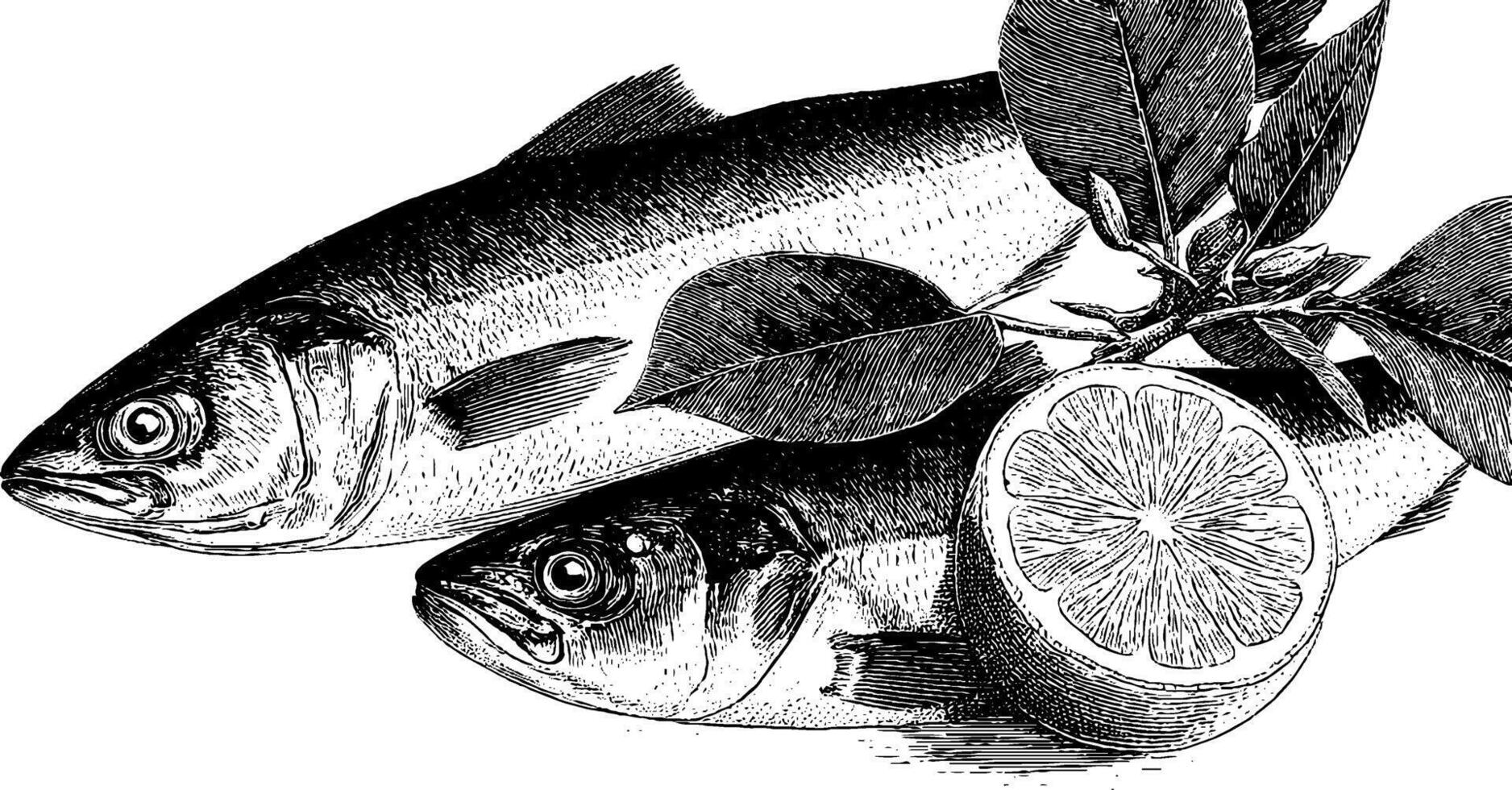 Monochrome illustration of fresh fish with lemon and leaves. vector