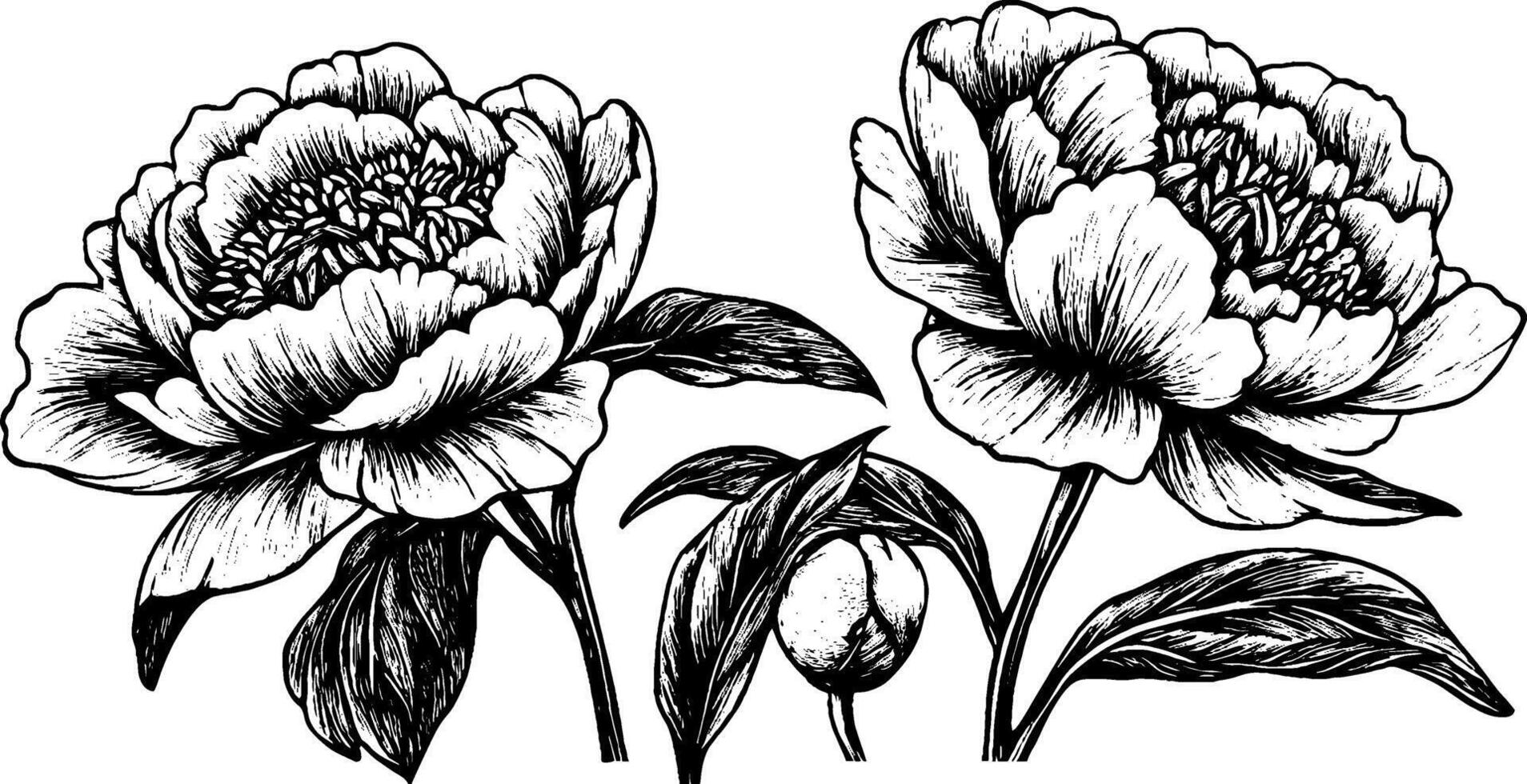 A detailed black and white illustration of two peony flowers with leaves and a bud, showcasing intricate line work and shading. vector