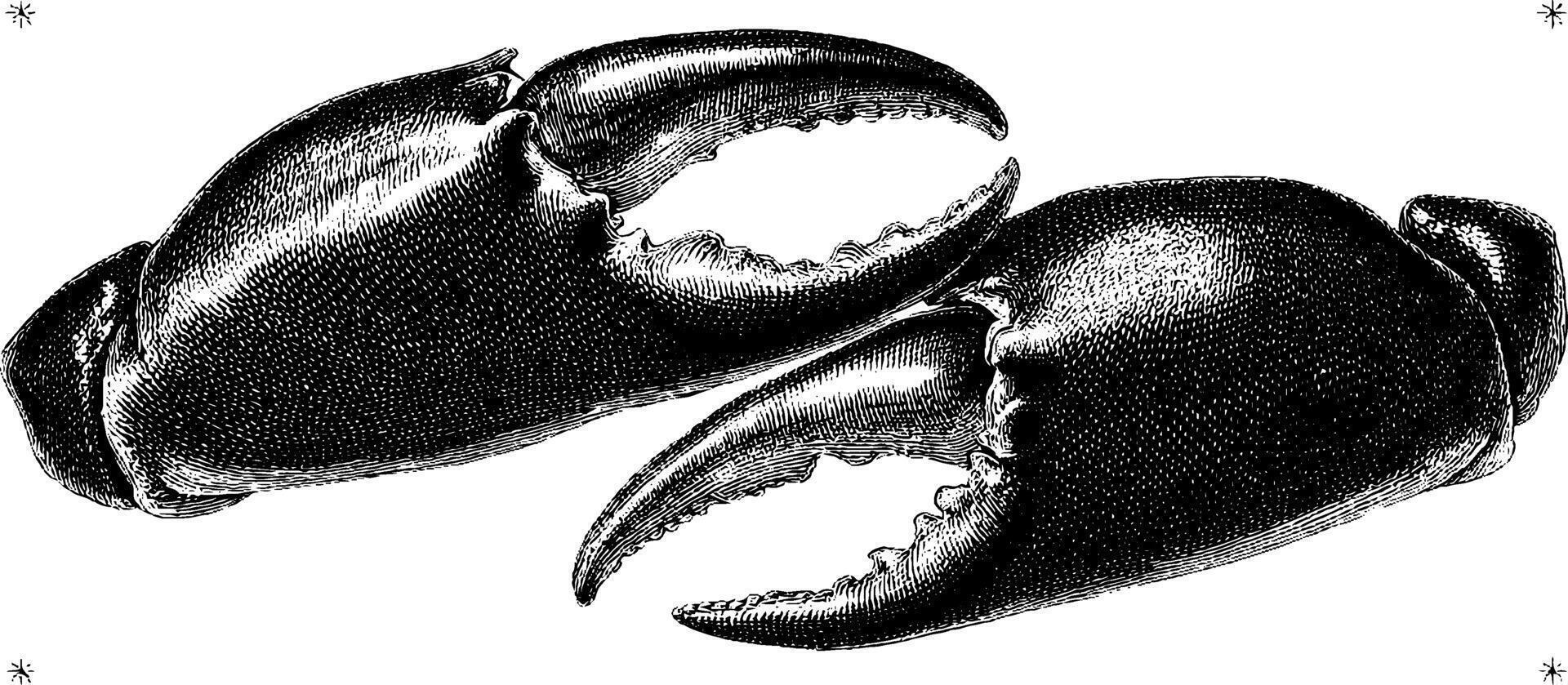 Detailed vintage engraving of two crab claws in black and white. vector