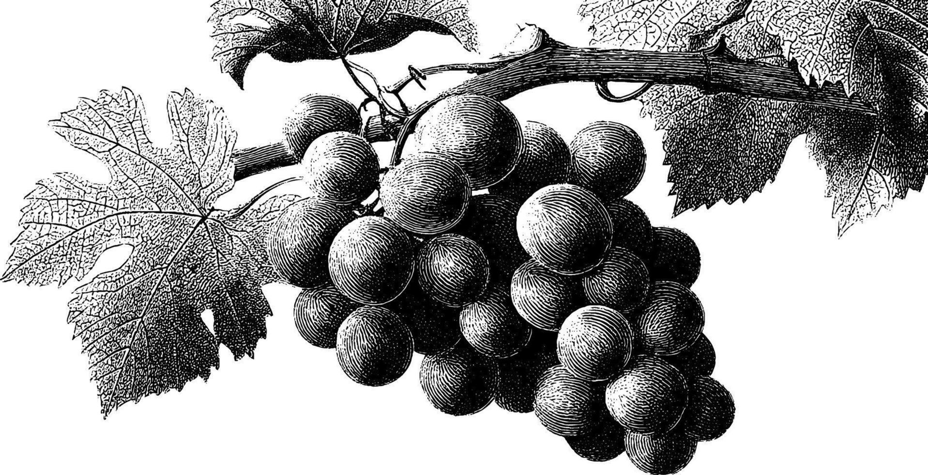 Vintage botanical engraving of grapes on vine with detailed leaves. vector
