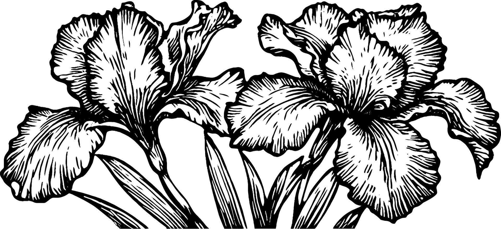 A detailed black and white illustration of two blooming irises with broad petals and long leaves, showcasing intricate line work and shading. vector