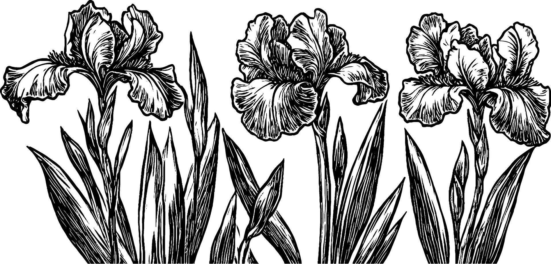 A detailed black and white illustration of three iris flowers with long green leaves. The flowers are depicted in a realistic style, showcasing their intricate petals and structure. vector