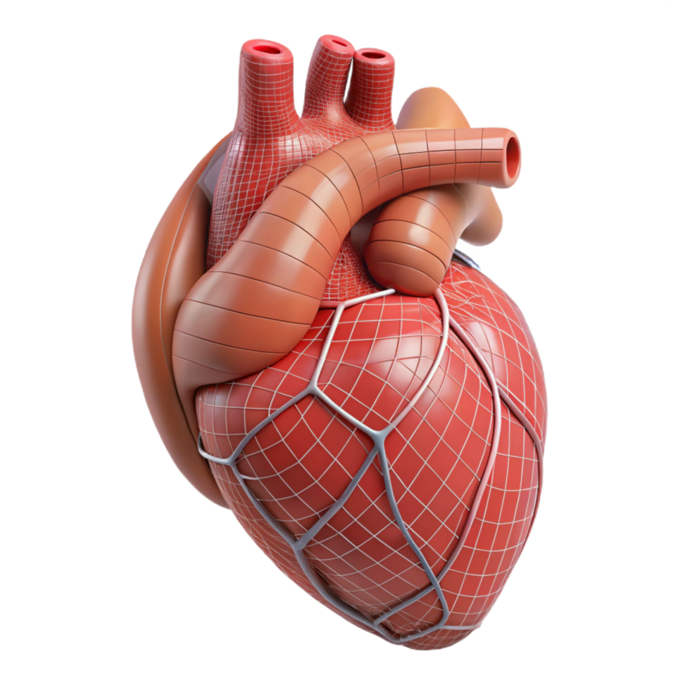 unparalleled avant-garde A human heart, anatomical, wireframe style with Transparent Background authentic png