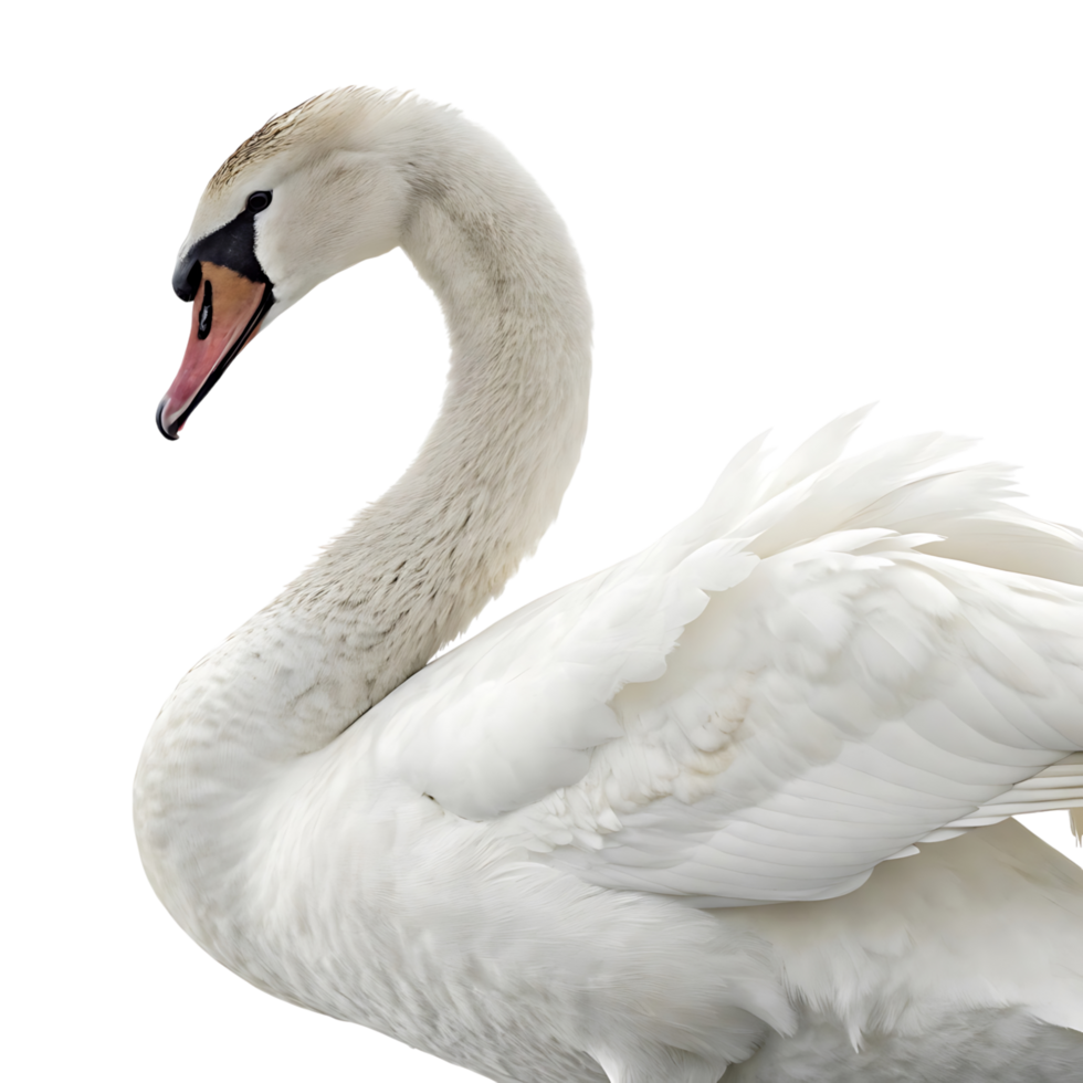 A stunning portrait of a swan with an elongated neck and soft plumage exuding grace and tranquility against a bright clean background png