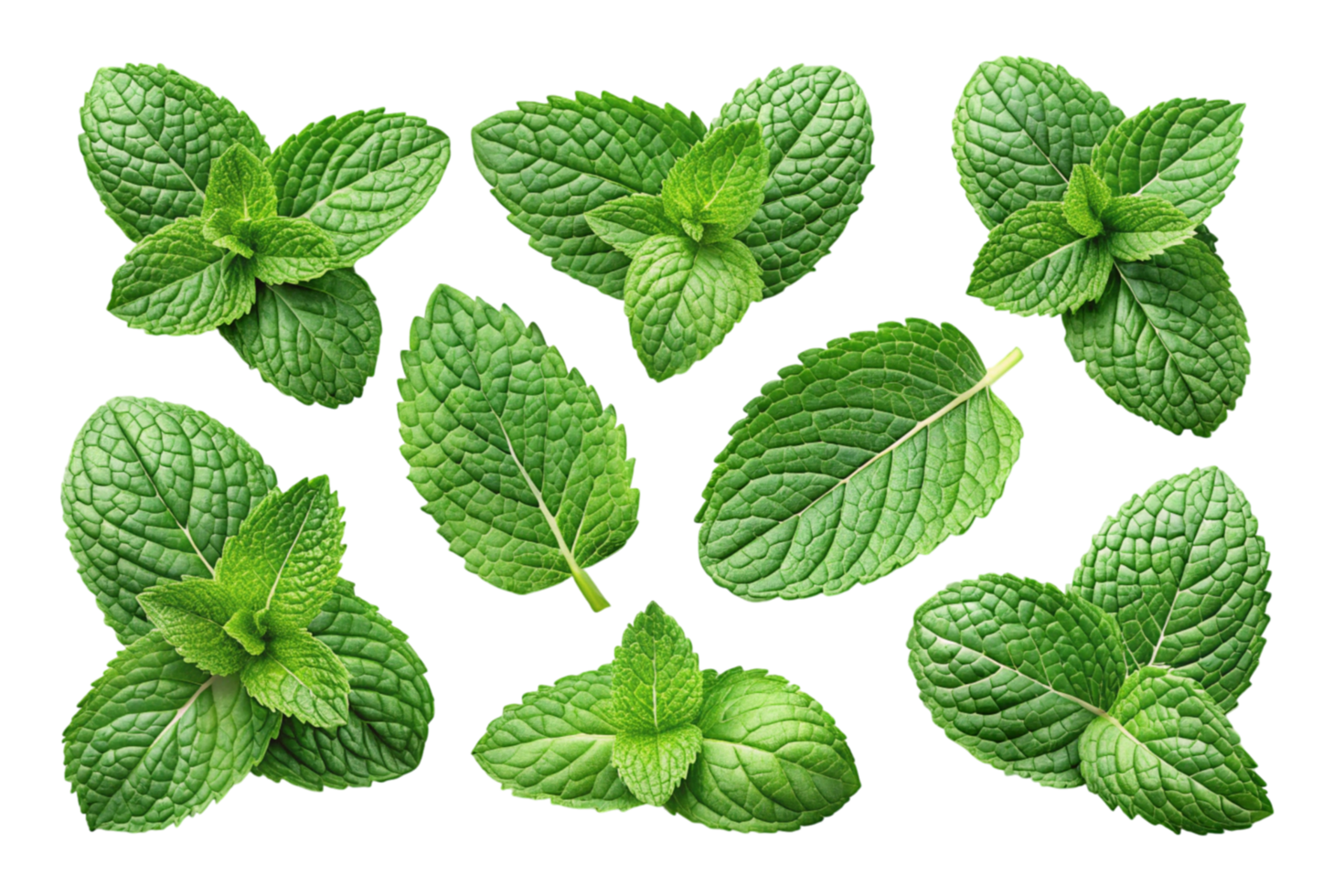 Natural mint leaves with intricate details, ideal for health, cooking, or herbal design concepts on a Transparent Background png