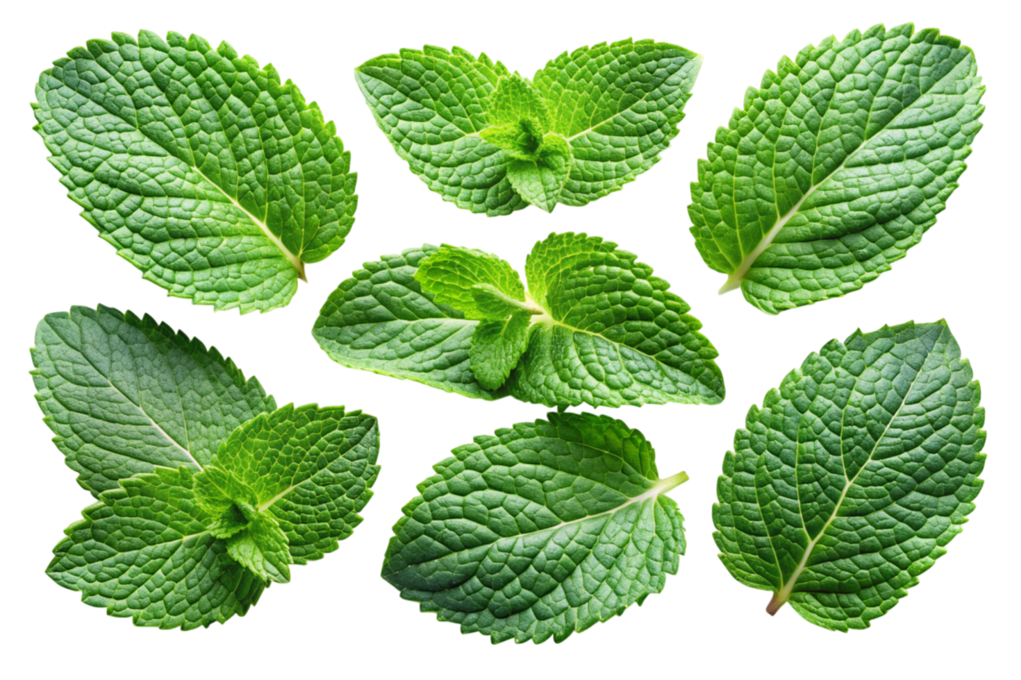 Aromatic mint leaves in a flat lay arrangement, emphasizing freshness and vibrant green tones on a Transparent Background png