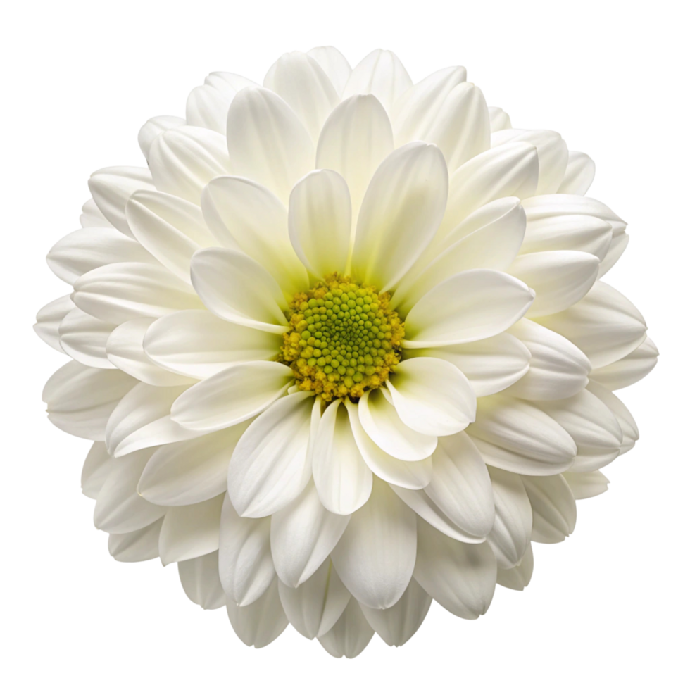 Detailed view of a white chrysanthemum flower with intricate petal arrangement and green center png