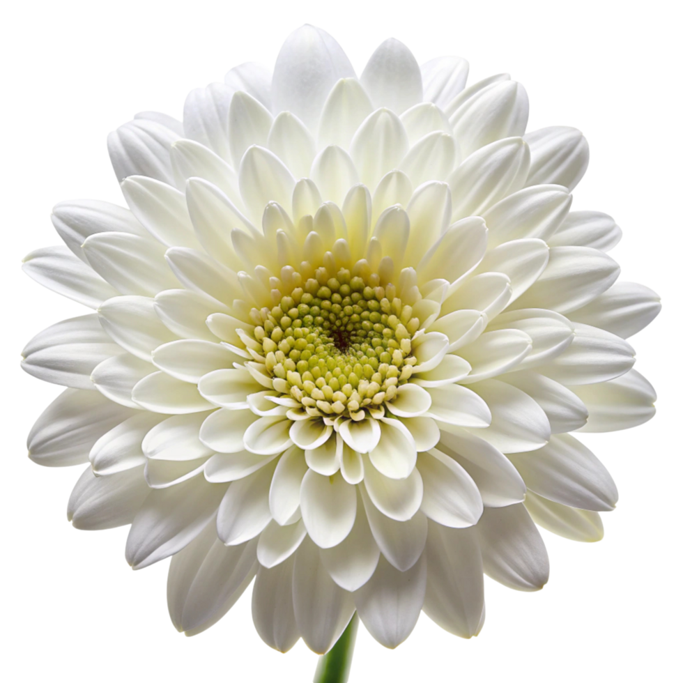 Intricate details of a white dahlia flower, isolated on Transparent Background, concept of natural elegance and simplicity png