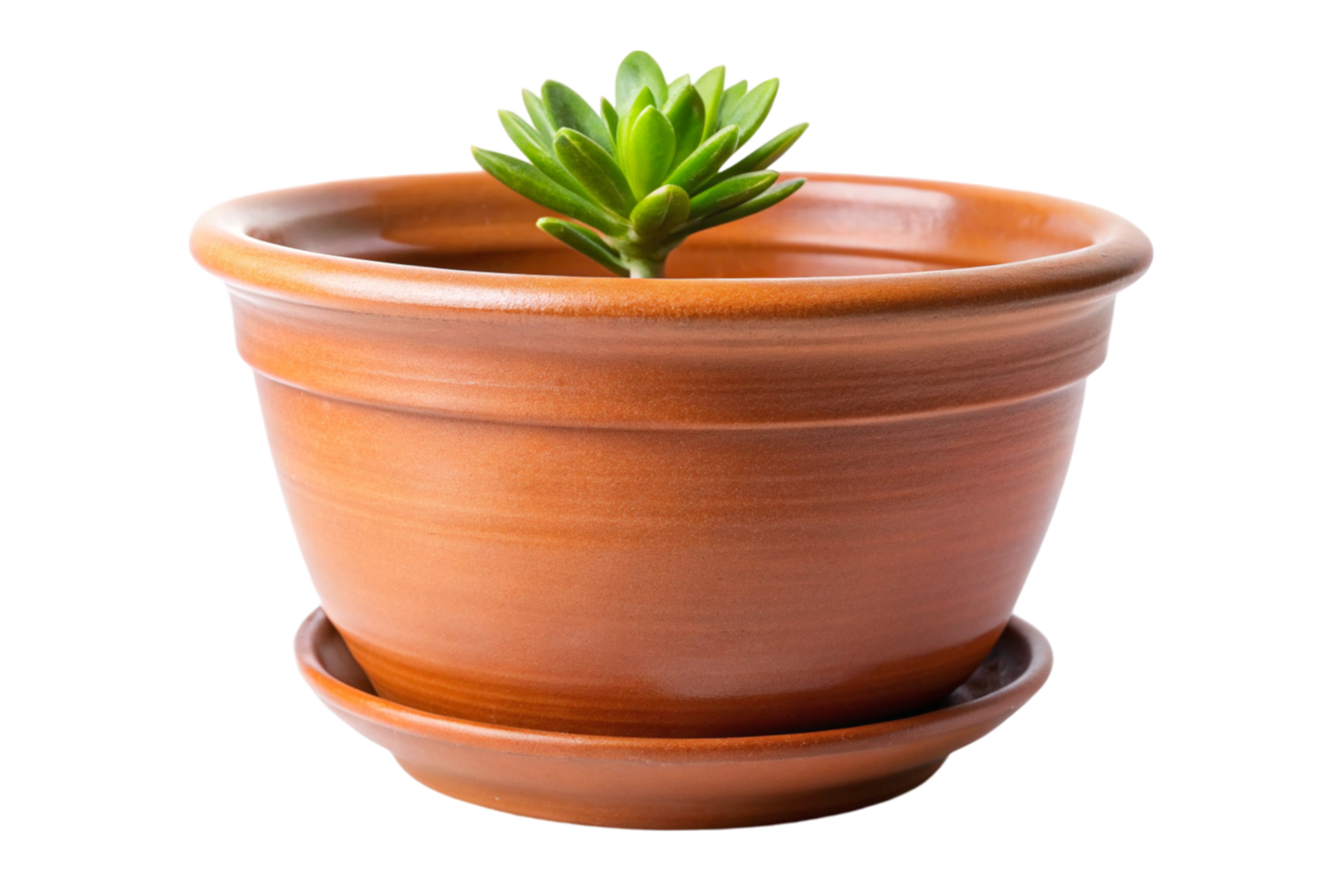Close up of terracotta pot with small succulent plant, isolated on Transparent Background, simple botanical style png