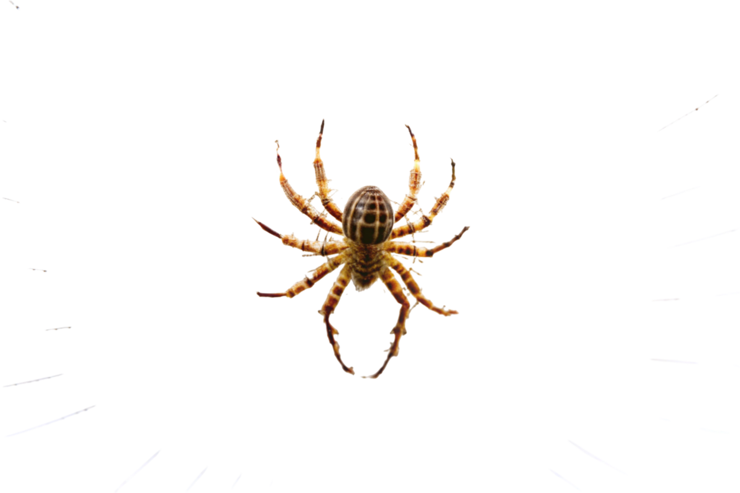 Detailed spider web structure with spider in center, showcasing natural beauty and precision of web design png